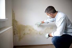 Best Basement Mold Removal  in Timonium, MD